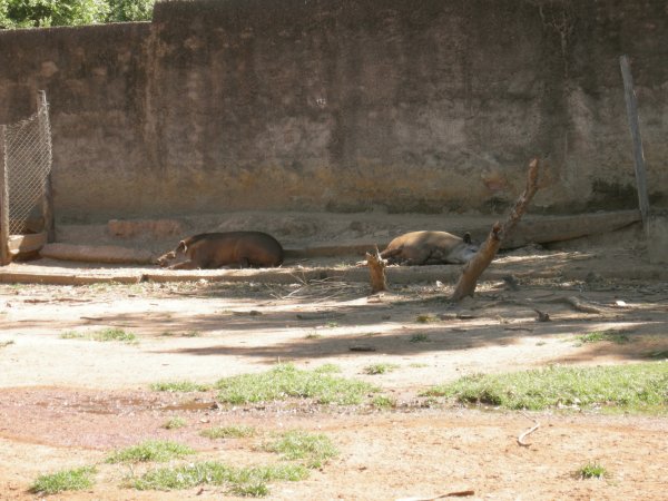 more tapirs