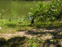 a spider monkey walking upright