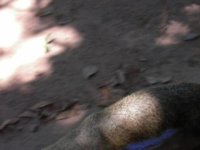 Lesser Grison - These guys would not stop moving!