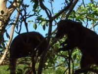 This coati was *very* protective of the other one in his tree.