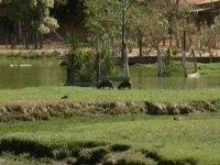 Young capivara playing, and a deer grazing