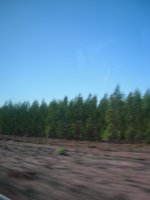 Brazilian timber plantations - used for furniture