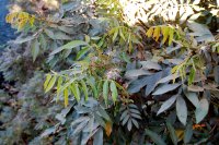spikey plant