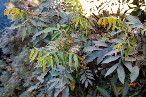 spikey plant