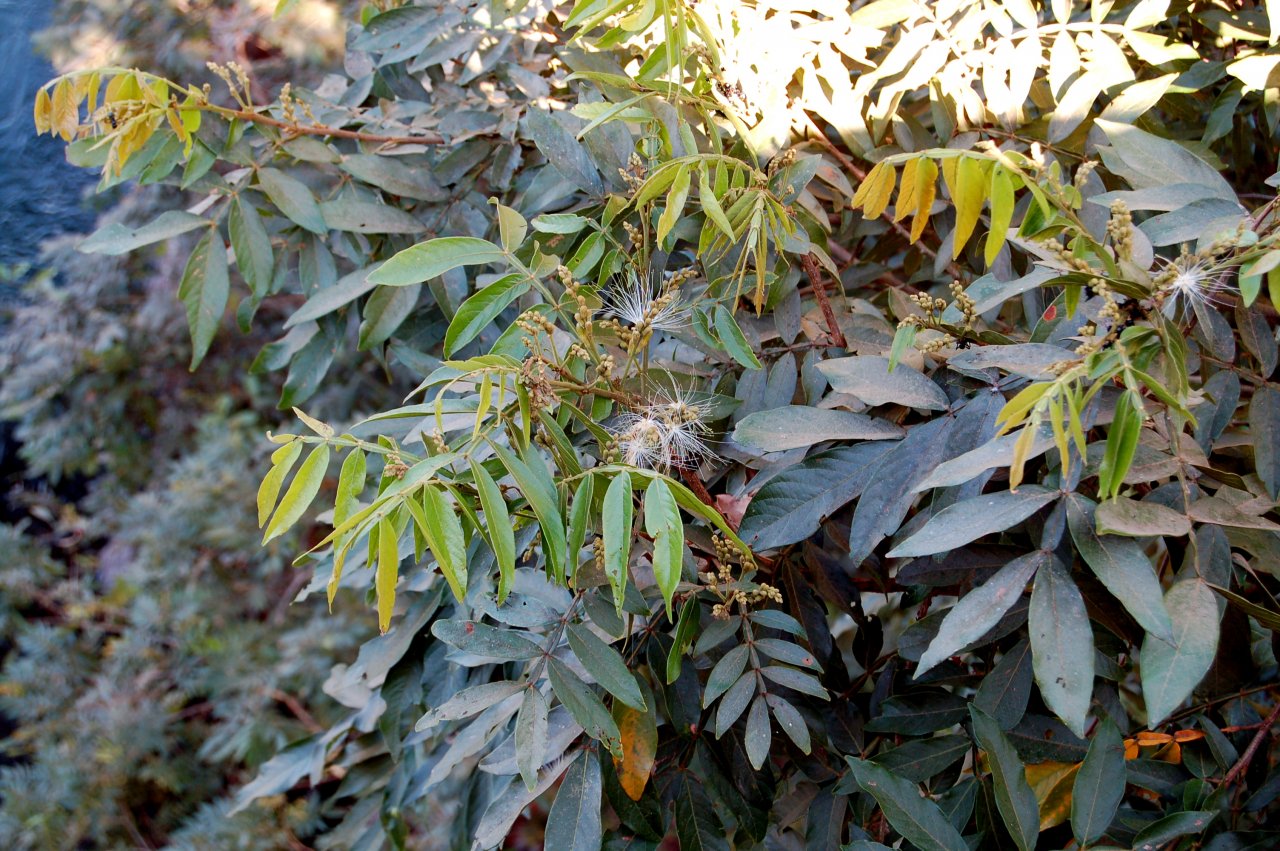 spikey plant