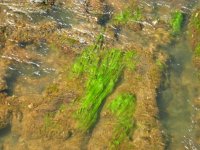 interesting algae in the river