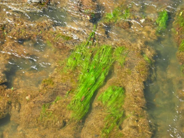 interesting algae in the river