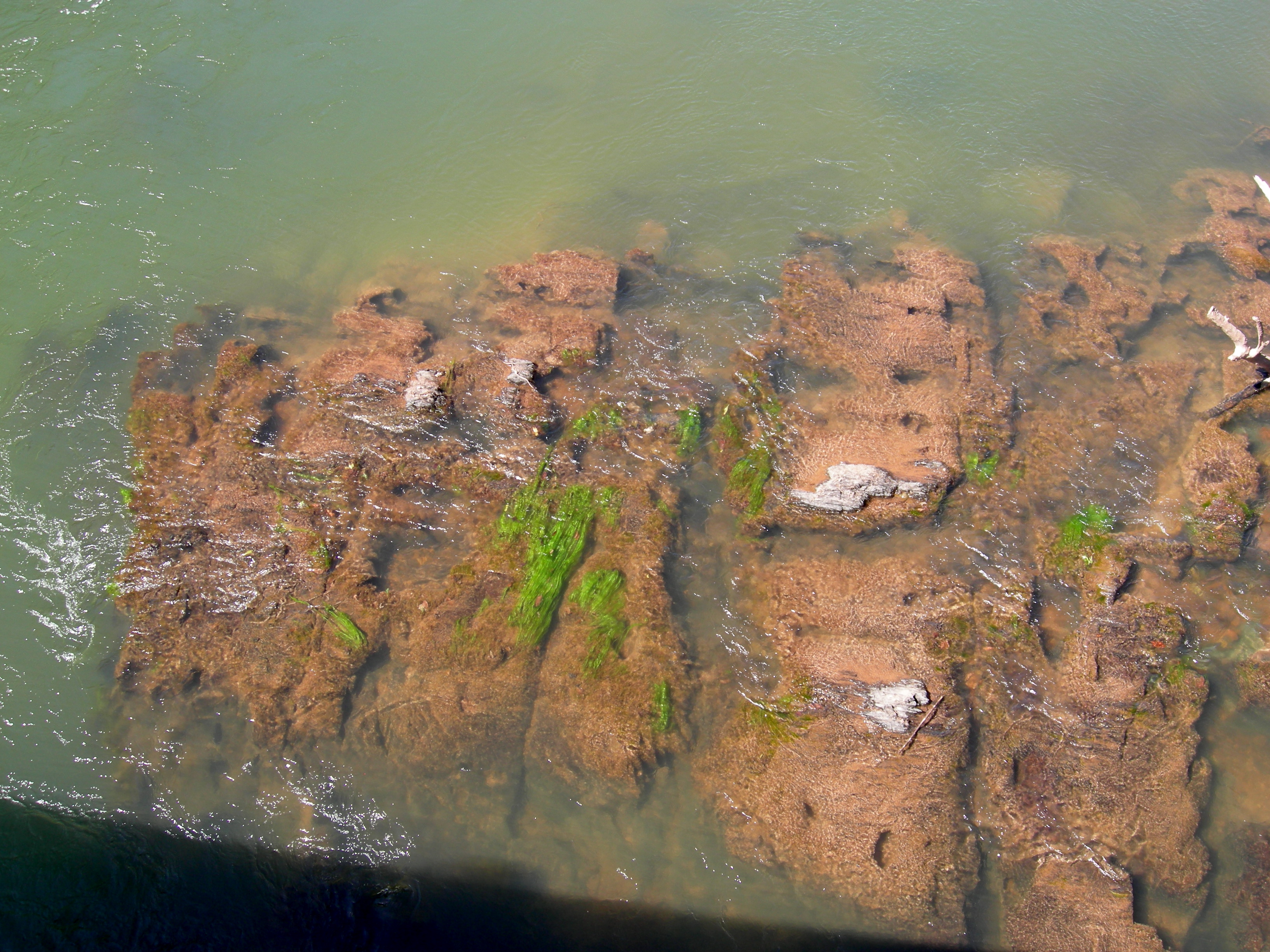 algae on the rock formations