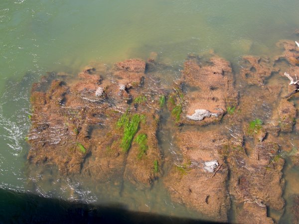 algae on the rock formations