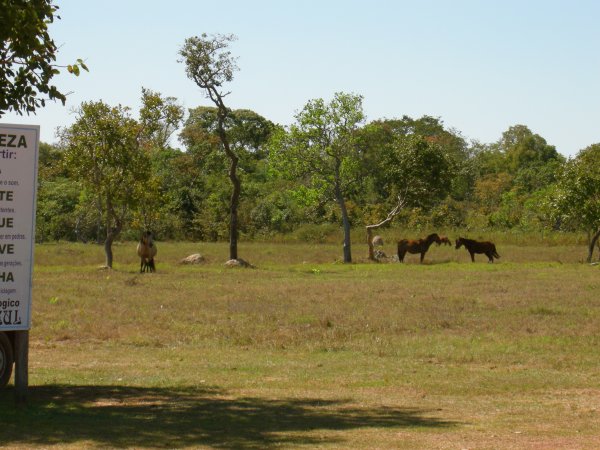 Horses at Settlement Bom Jardim