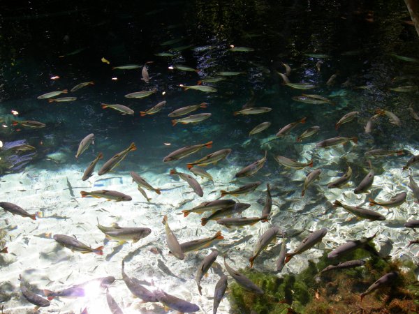 the enchanted aquarium, contains Brycon hilari, Dorado (Salminus maxillosus) (2)