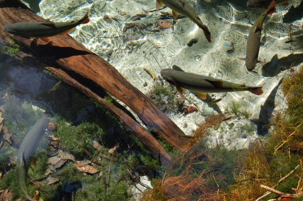 close-up of the fish