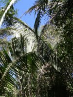 interesting palms
