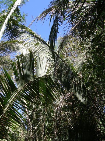 interesting palms