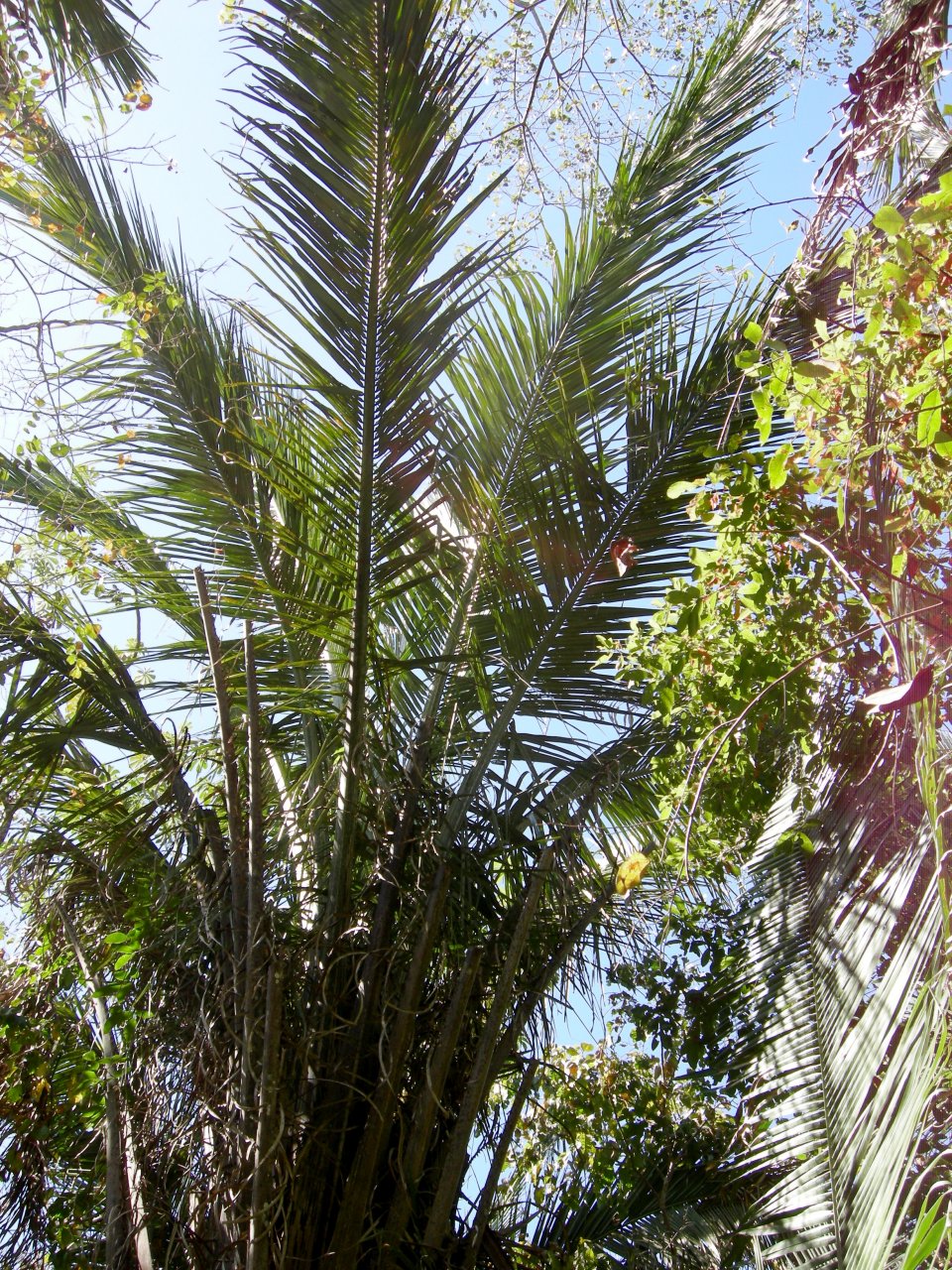 palms
