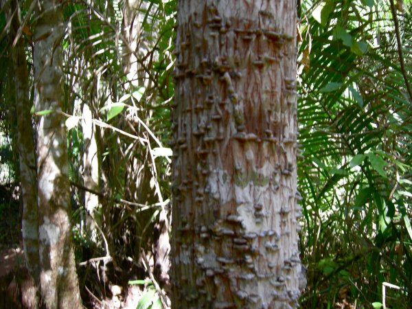Tree poison, used on darts
