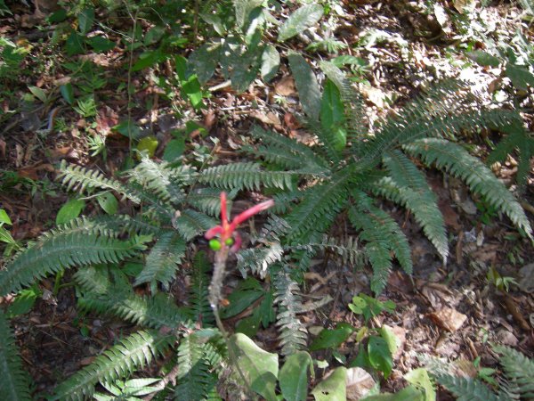 interesting flower