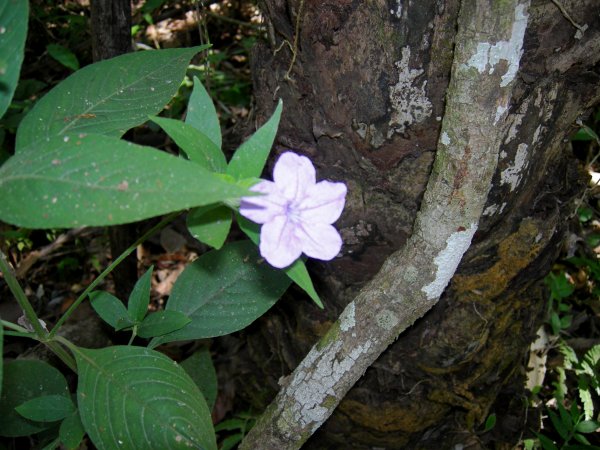 another pretty flower
