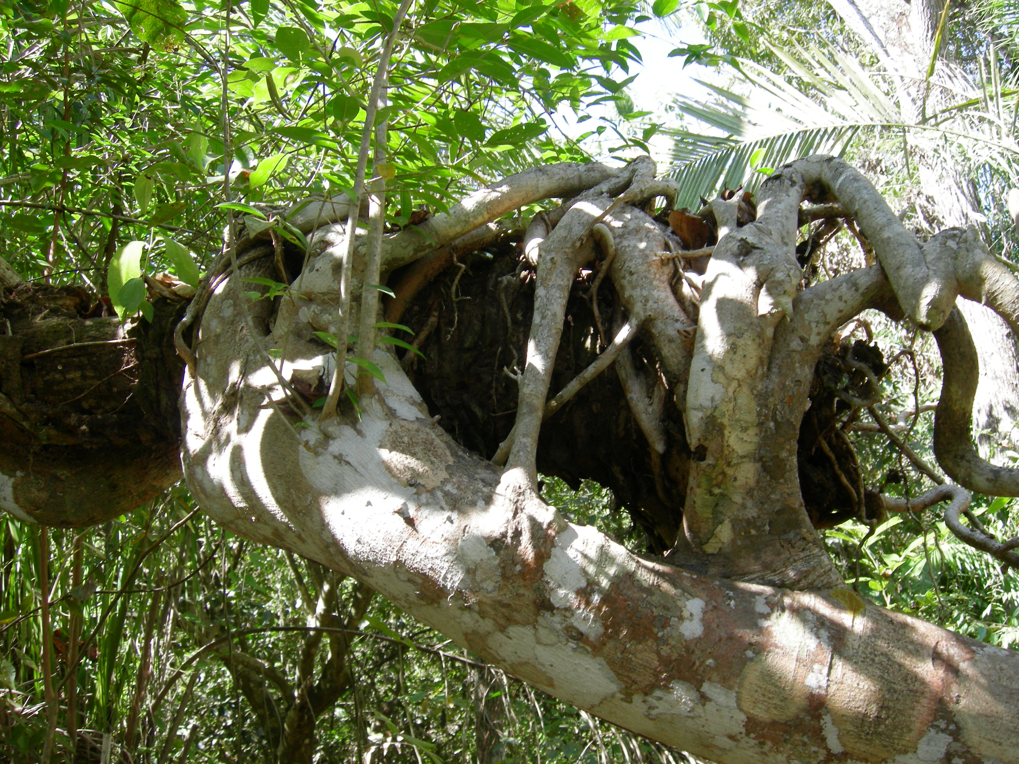 parasitic tree