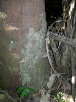moth on a tree