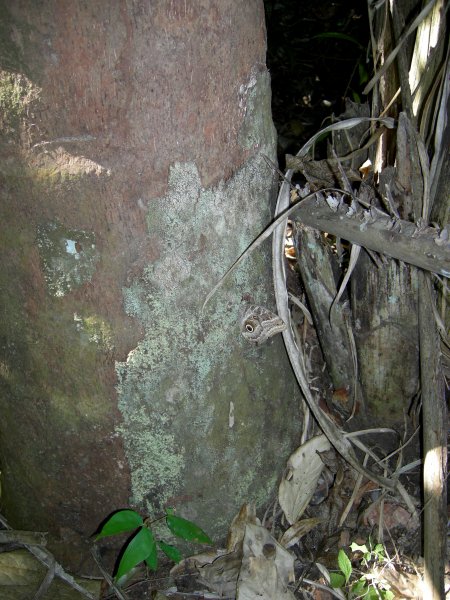 moth on a tree