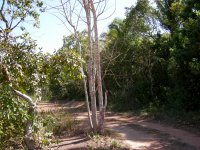 the trail to the snorkeling area