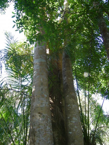 interesting tree trunks