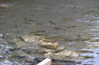 fish in the river