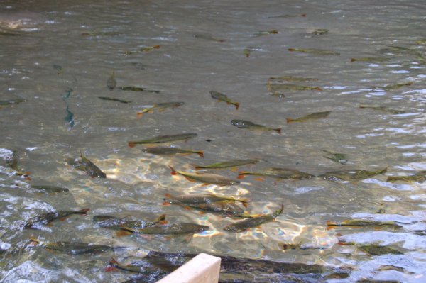 fish in the river