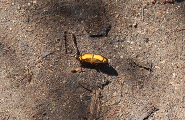 another black and yellow butterfly