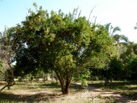 clementine tree
