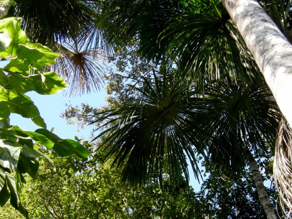looking up through the palms