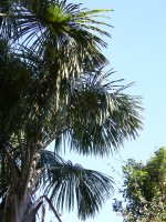 more palm trees