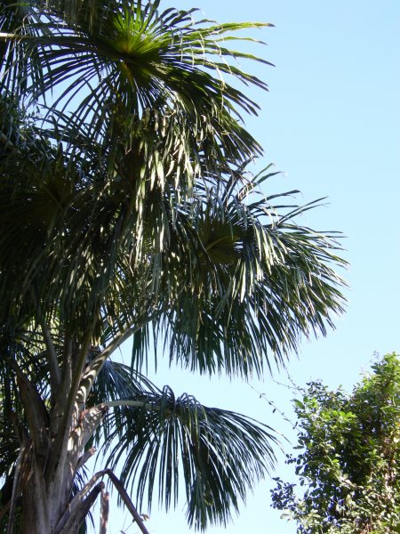 more palm trees