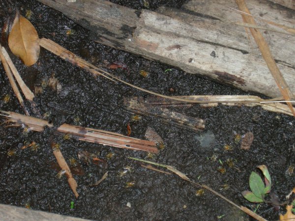 bees drinking water from mud