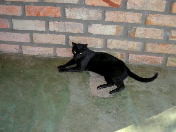 gato preto