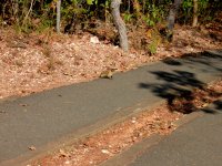 a marmoset on the trail