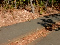 a marmoset on the trail