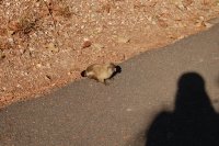 a closeup of the marmoset on the trail