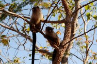 marmosets in the trees