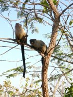 more marmosets in a tree