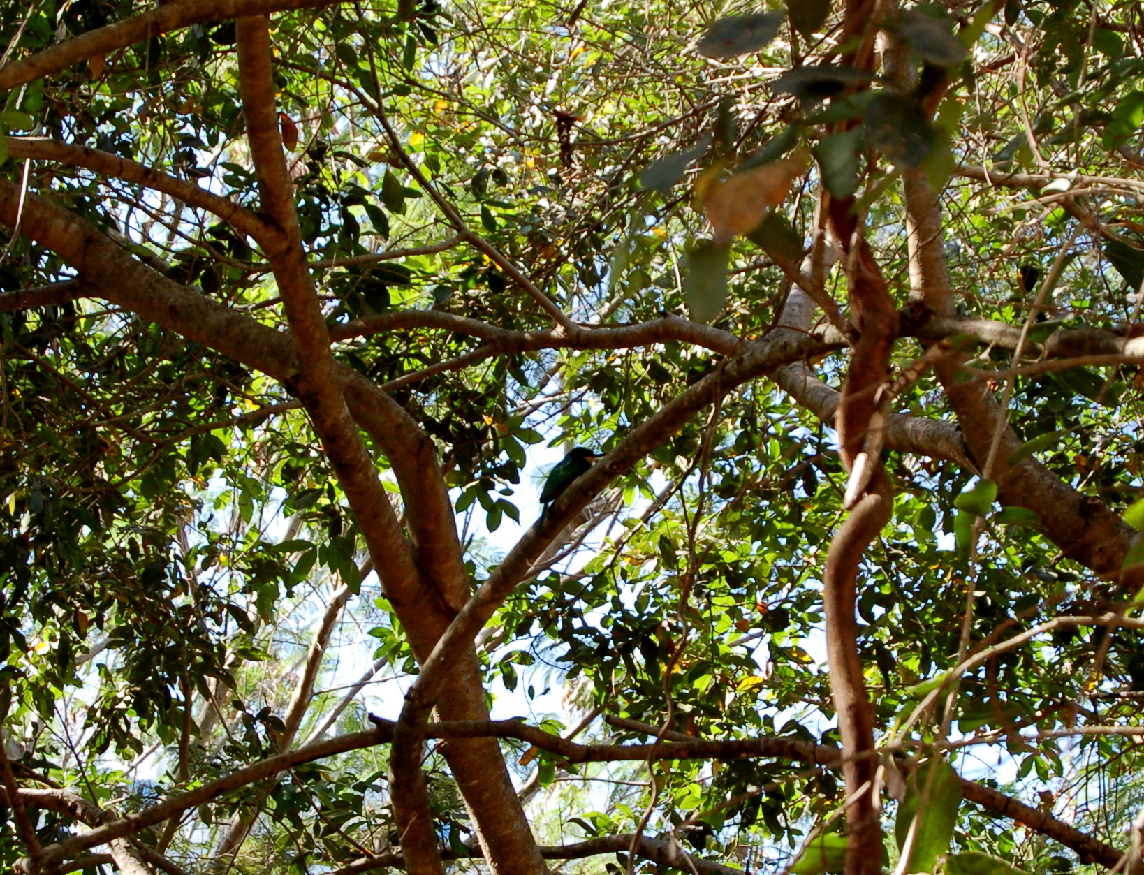 a bird up in the trees