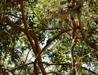 a bird up in the trees
