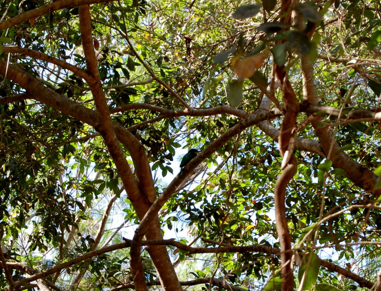 a bird up in the trees