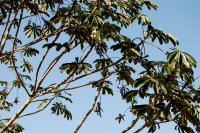 a bird in the tree TODO
