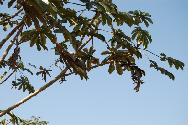 ovenbird