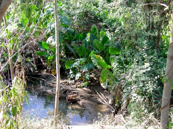 a small spring