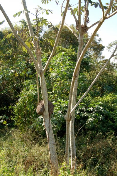 termites in a tree