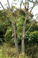 termites in a tree