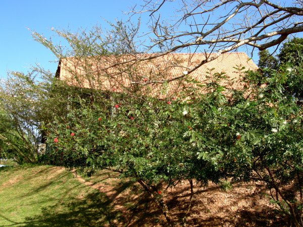 a neat little mimosa tree with white and red feathery blossoms
